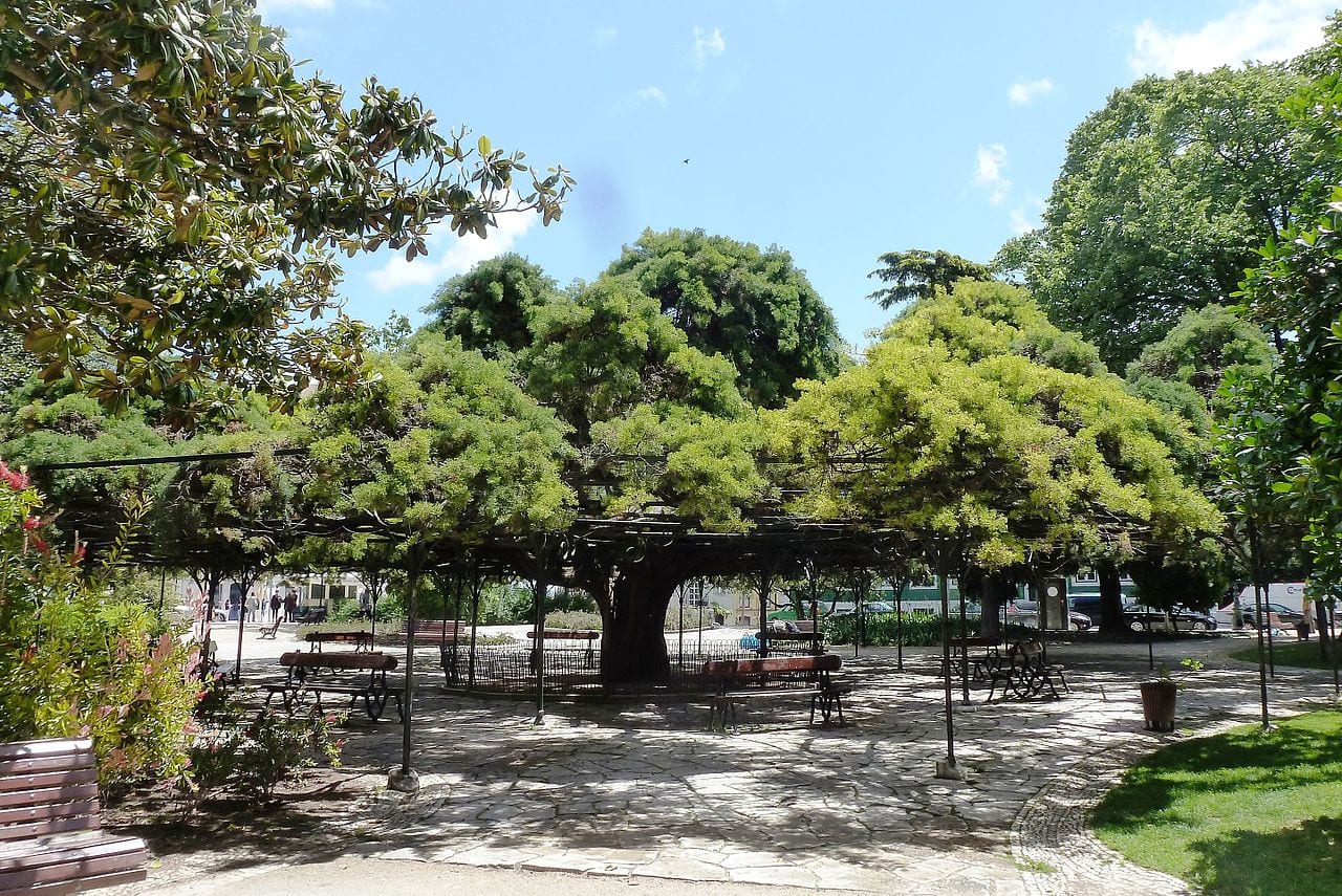 Le cèdre du jardin do Príncipe Real