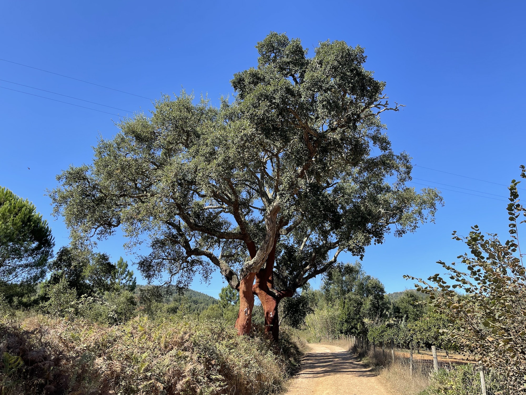 cork oak in Portugal