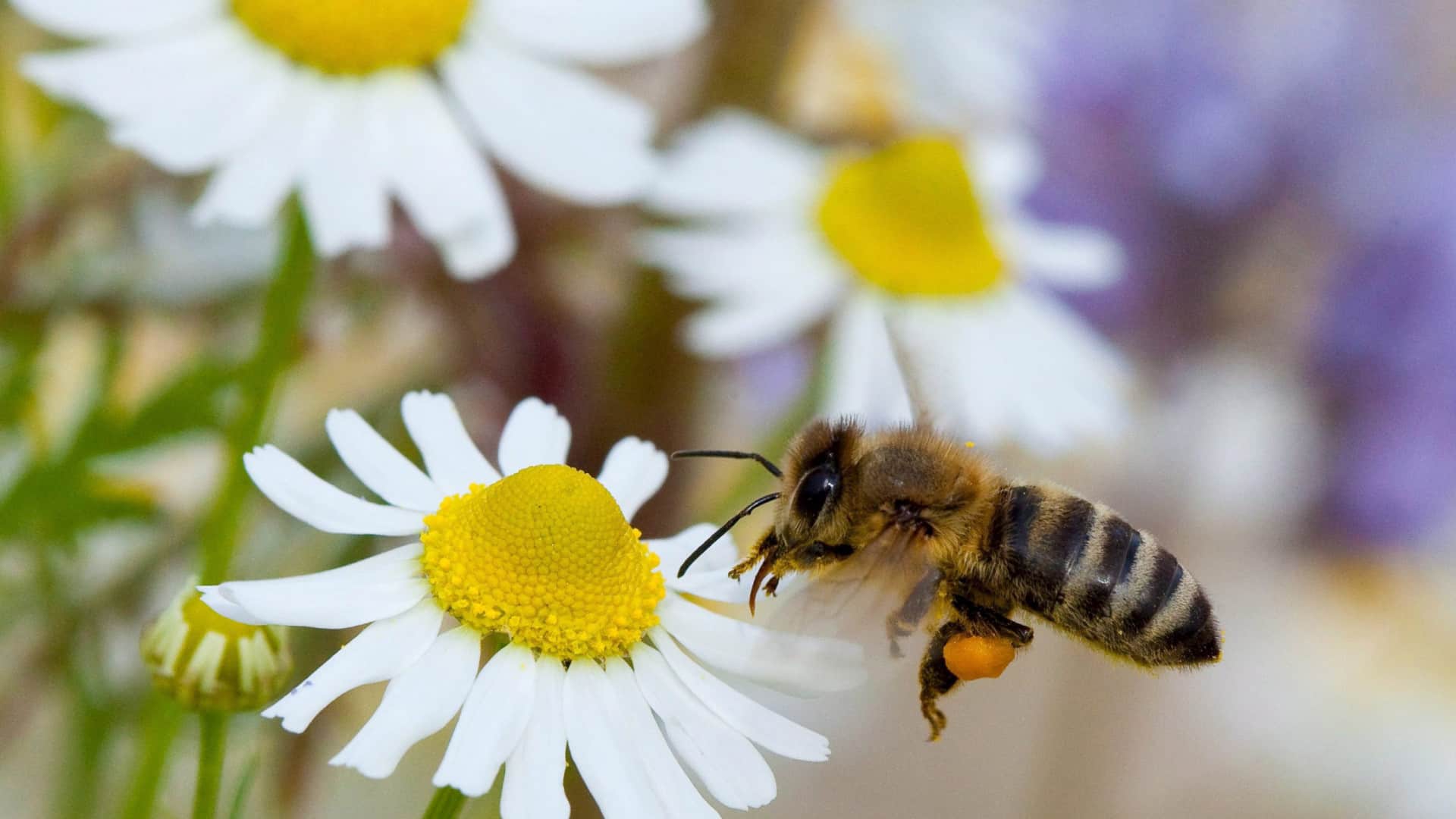 Concentration de pollen dans l'air au centre et au sud reste modérée à élevée.