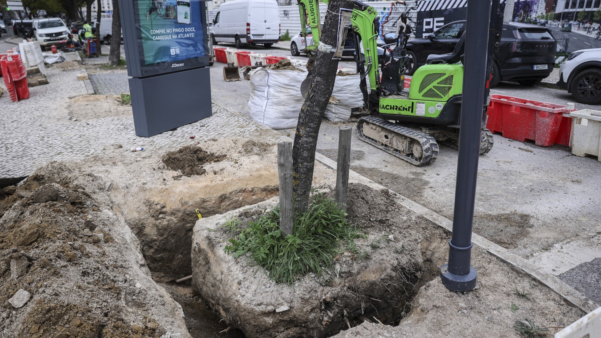 La mairie de Lisbonne a commencé à planter des jacarandas, mais la contestation persiste.