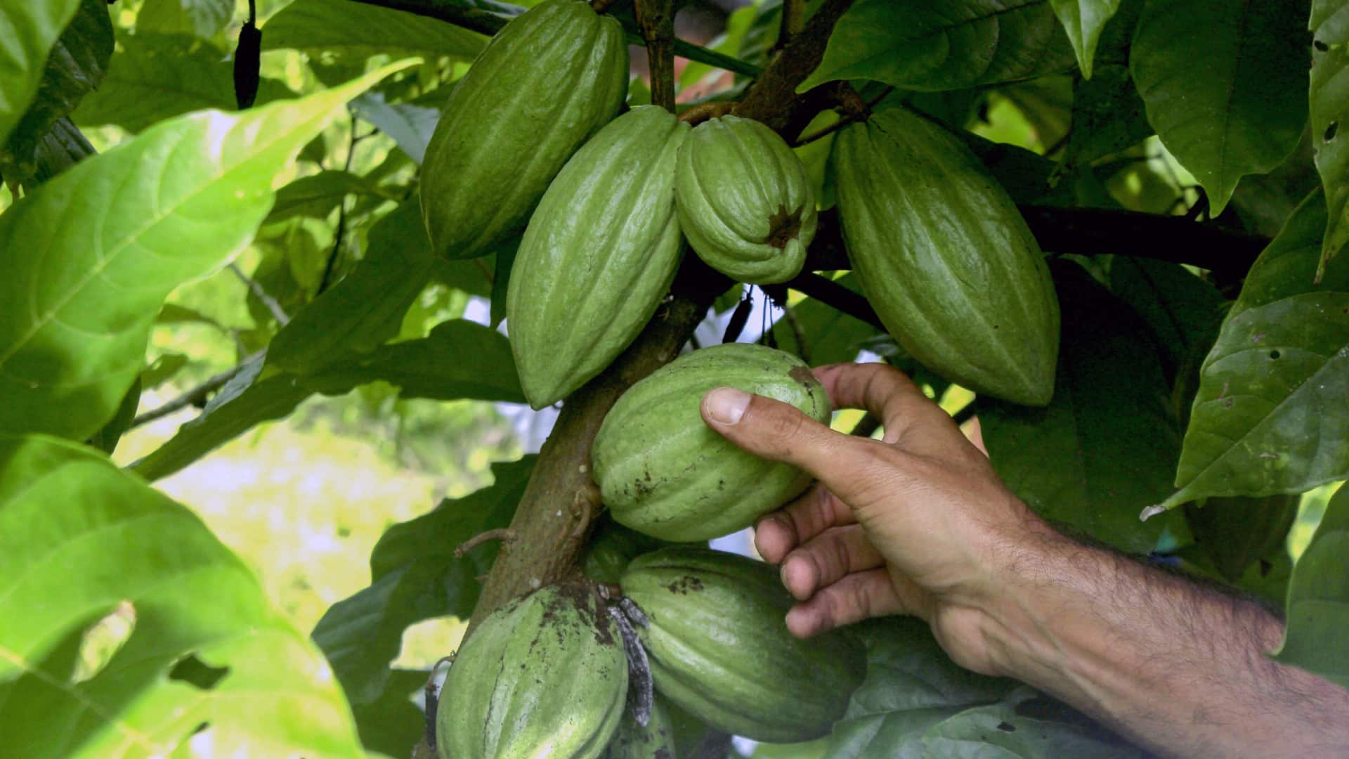 Le Brésil va former des jeunes angolais dans l'industrie du cacao.