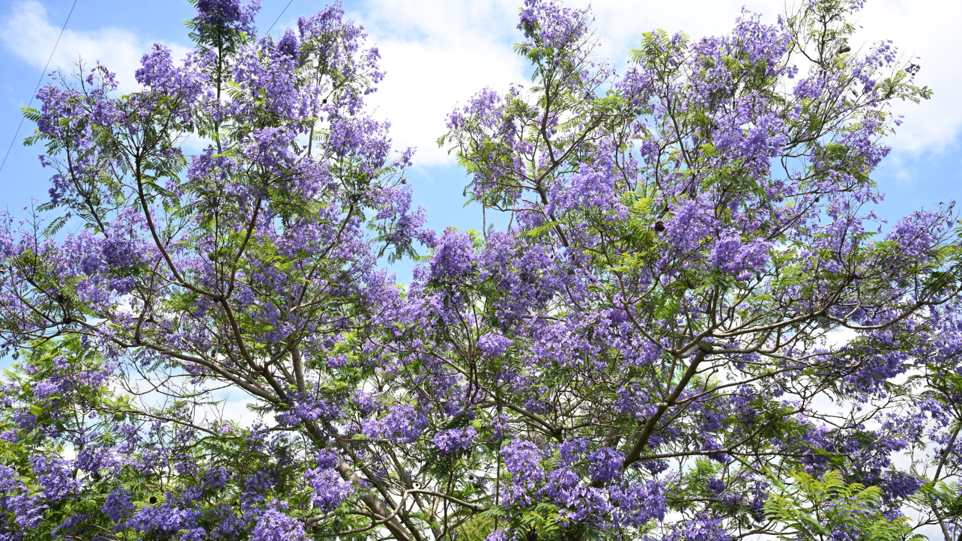 Le projet sur l'Av. 5 de Outubro ne prévoyait pas l'abattage des jacarandas, dit l'opposition.