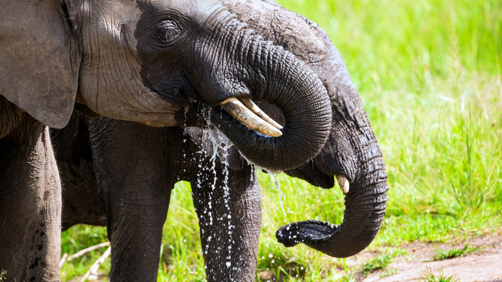 Les éléphants planifient des voyages pour économiser de l'énergie et en fonction du parcours.