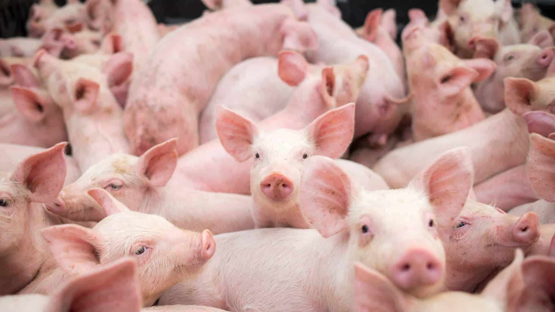 Les éleveurs de porcs doivent à nouveau déclarer leurs porcs en avril.