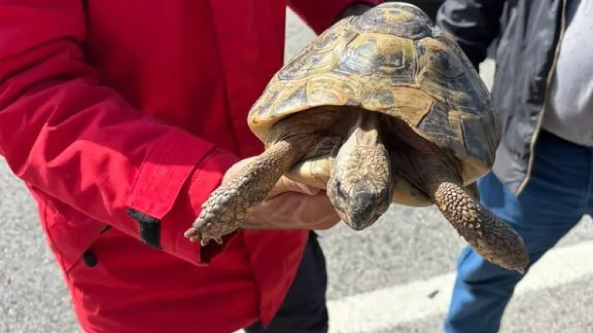Les pompiers de Vila do Bispo ont eu une rencontre inattendue... avec une tortue.
