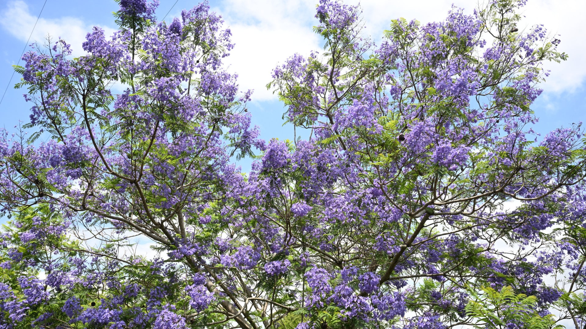 Une dizaine d'activistes ont chanté aux jacarandas menacés à Lisbonne.