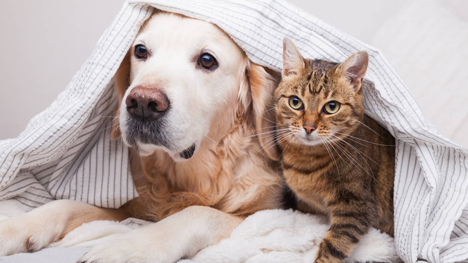 Avec des animaux ? Le guide explique quoi faire avant, pendant et après une urgence.