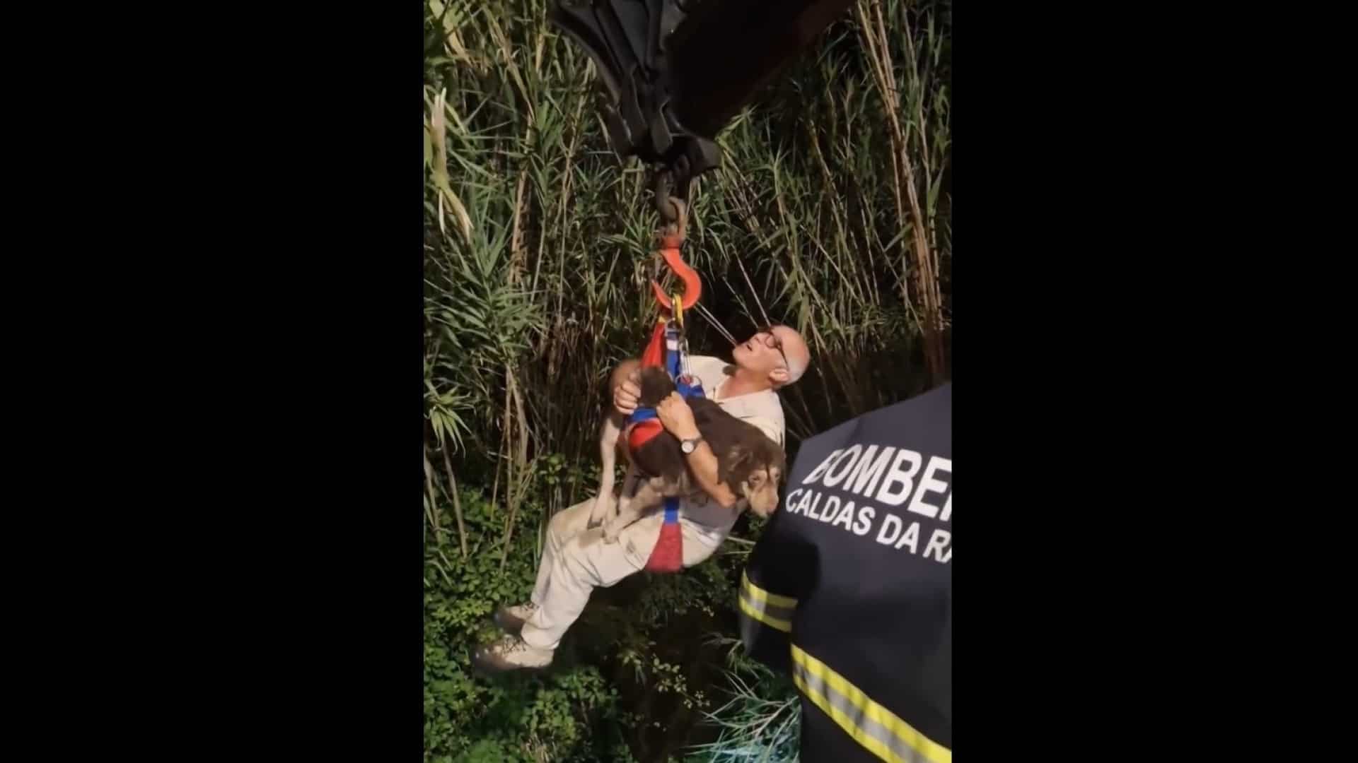 Chien sauvé d'un "lieu difficile d'accès" à Caldas da Rainha. Il y a une vidéo.