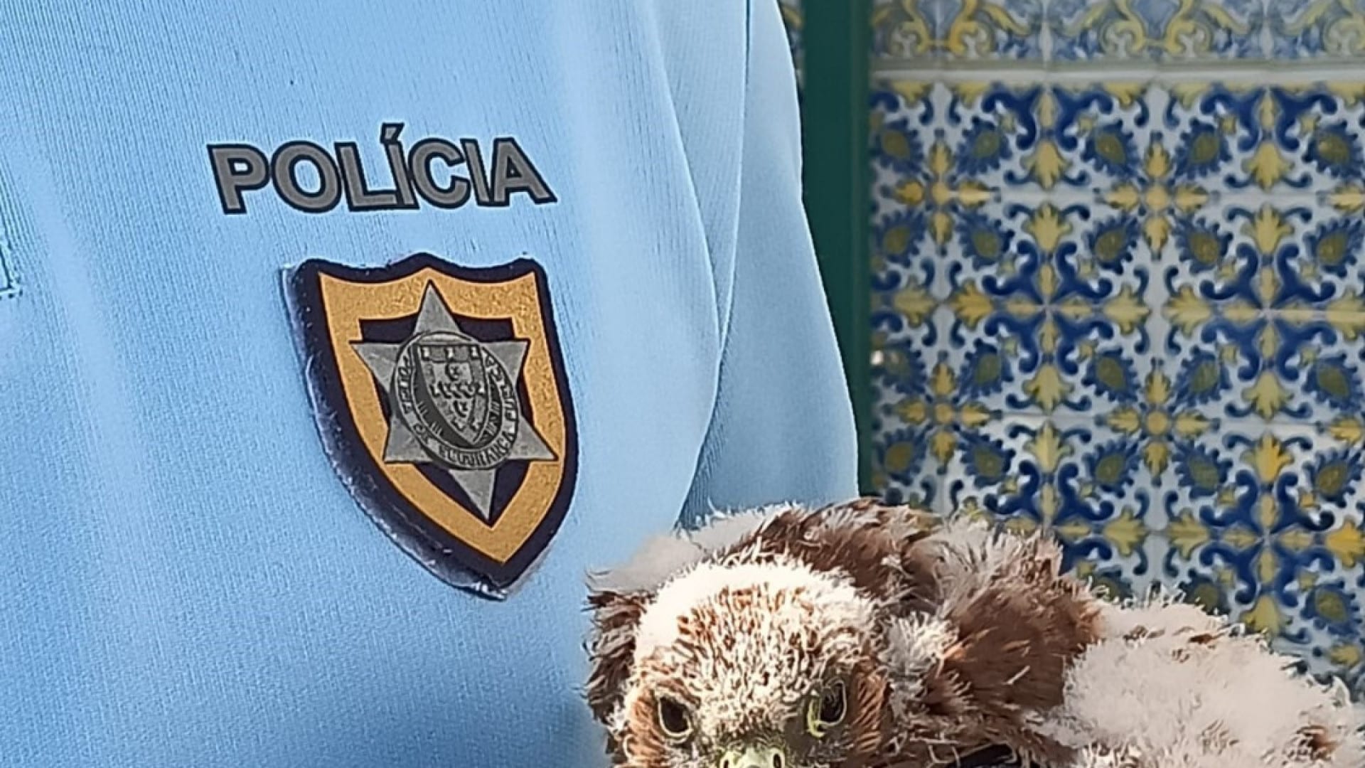 Faucon crécerelle sauvé par la PSP à Leiria
