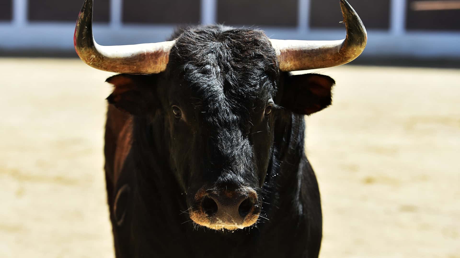 Fournisseuse des Animaux et écologistes contre la 'sorte de varas' aux Açores