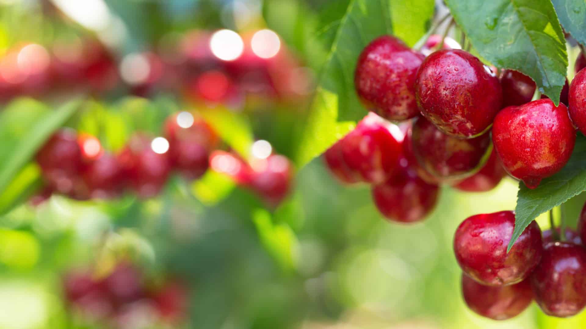 La cerise de Fundão prend vie toute l'année à travers d'autres produits.
