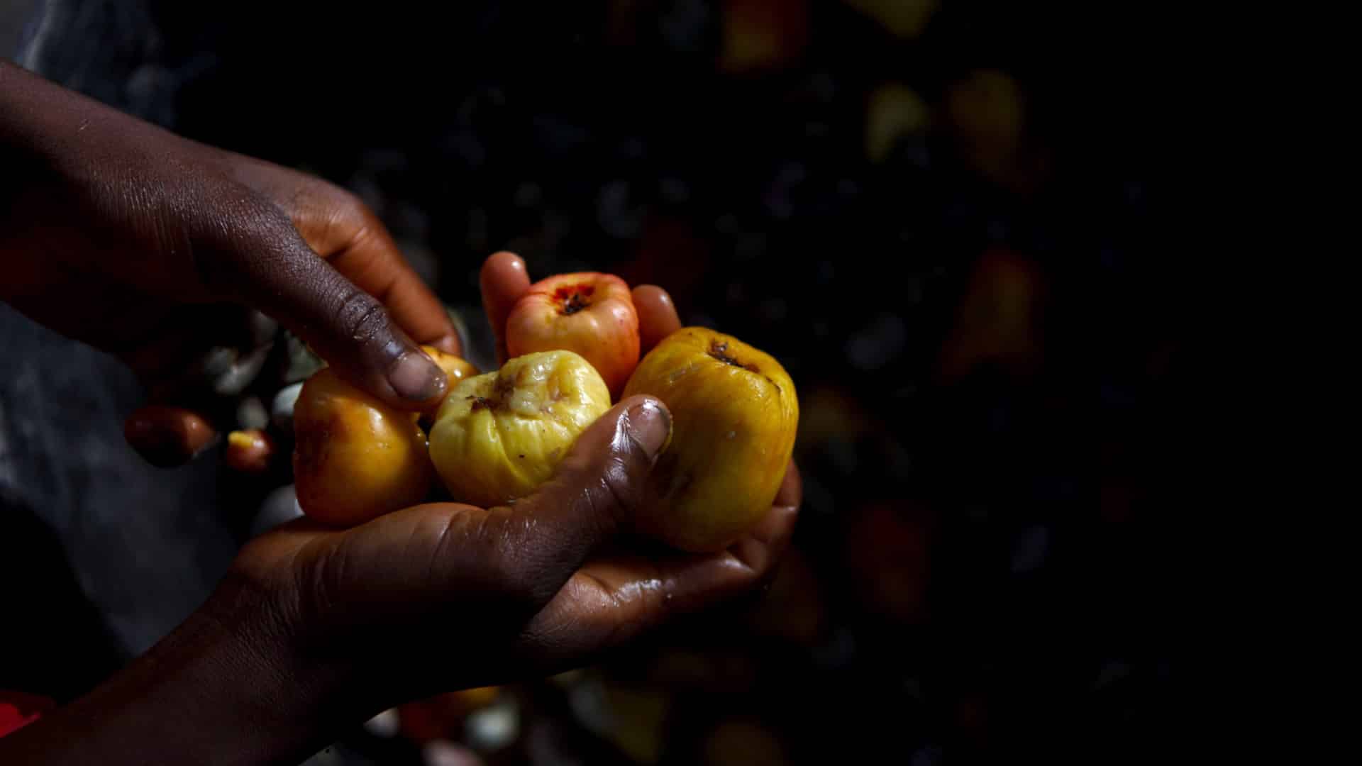 La Guinée-Bissau prête à exporter 130 000 tonnes de noix de cajou.
