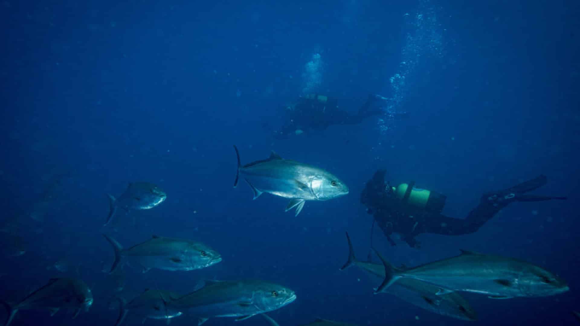 L'Association Zero affirme que les signaux d'alerte de l'océan sont alarmants.
