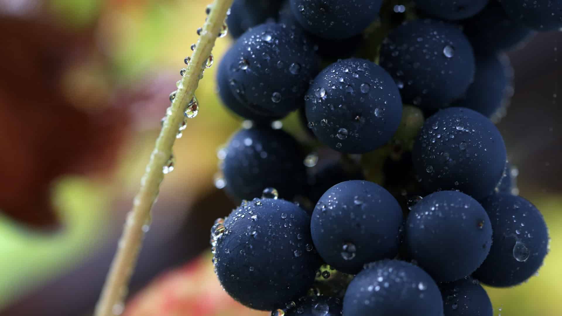 Le Conseil de l'UE entame les négociations sur les mesures de soutien au secteur viticole.