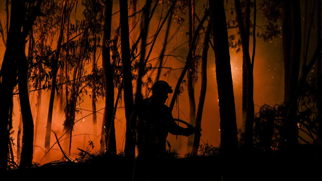 Incendies : Rapport estime les préjudices à 67 millions dans la forêt en 2024