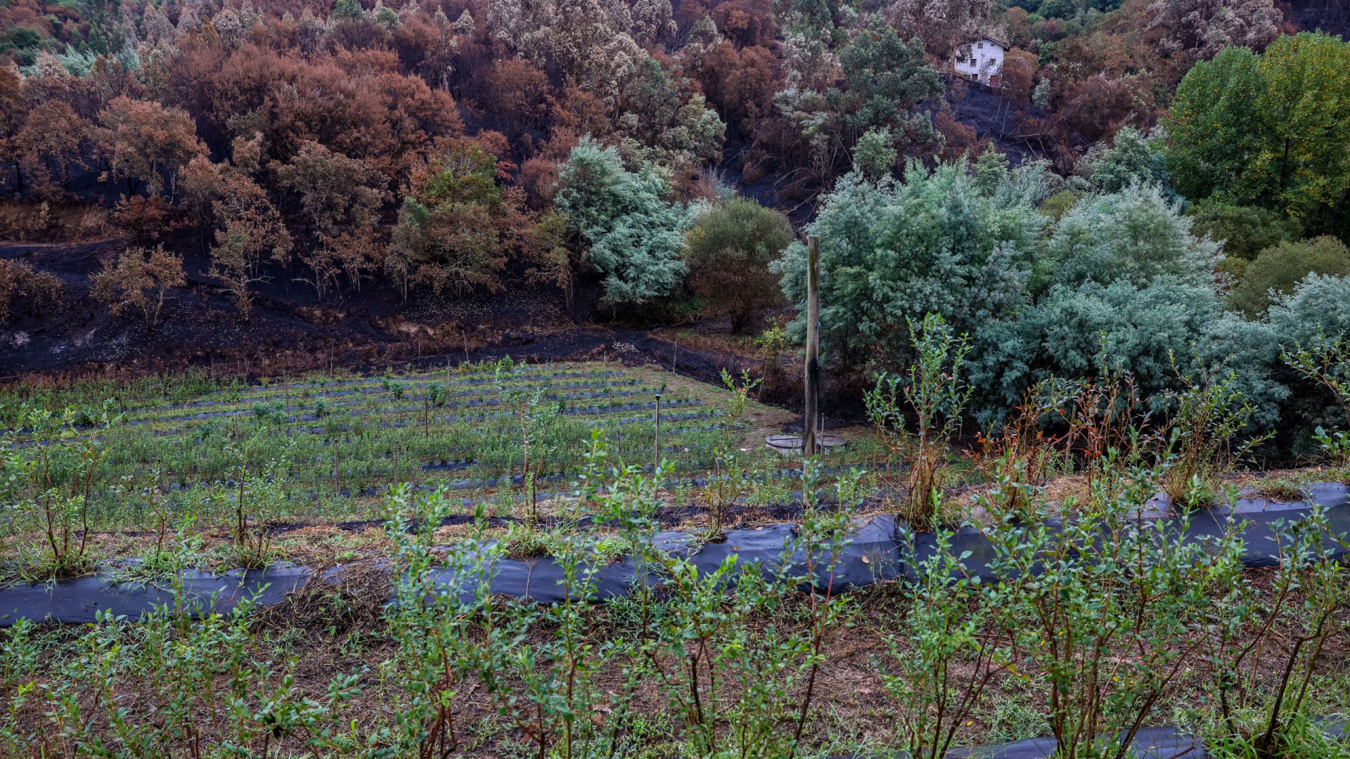 Le gouvernement soutient 13 projets forestiers avec environ un million d'euros.