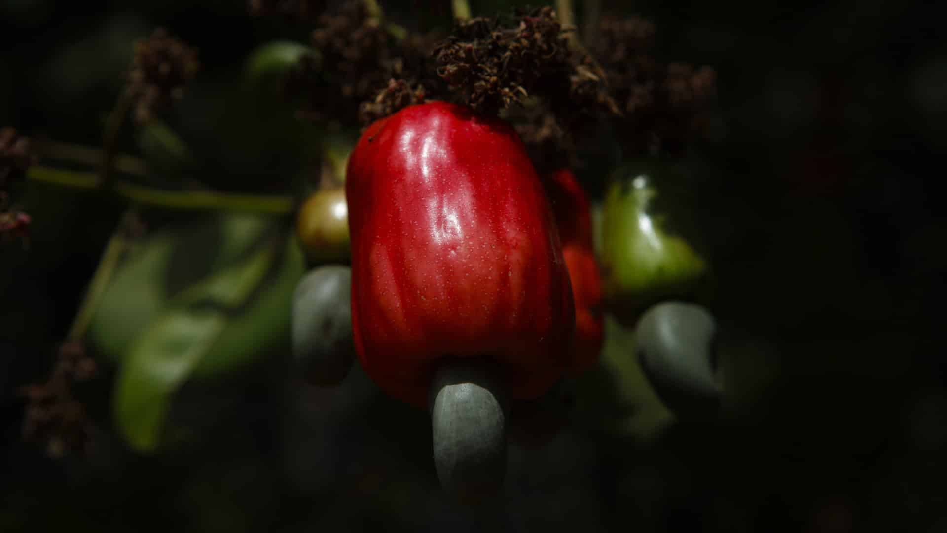 Le Mozambique estime que la production de noix de cajou augmentera de 23 %.