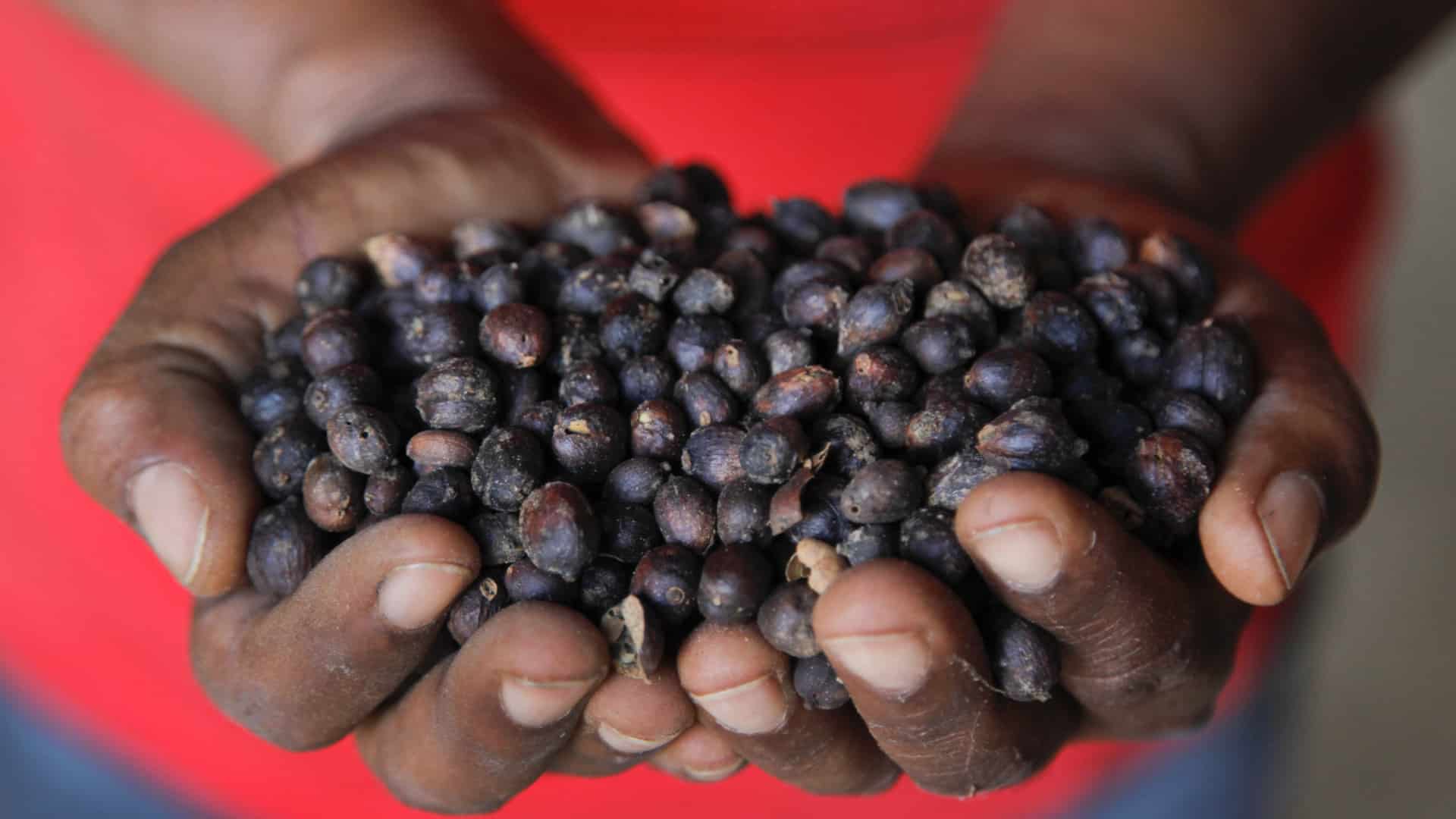 Le Mozambique prévoit une production de près de 100 tonnes de café "cette année".