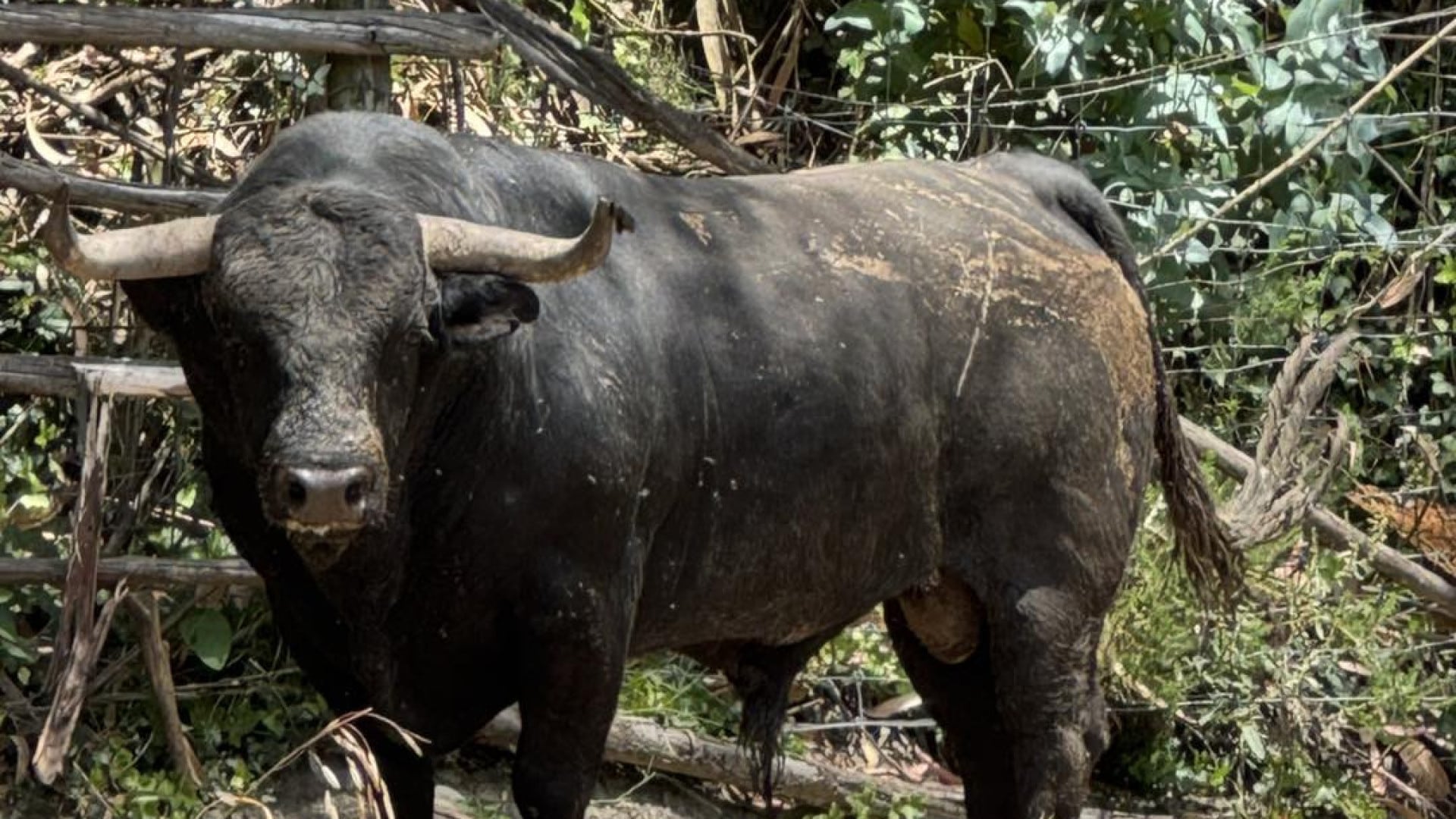 Le taureau a coûté 5000€ et pèse 500kg. Pourquoi a-t-il été acheté pour Ponte de Lima?