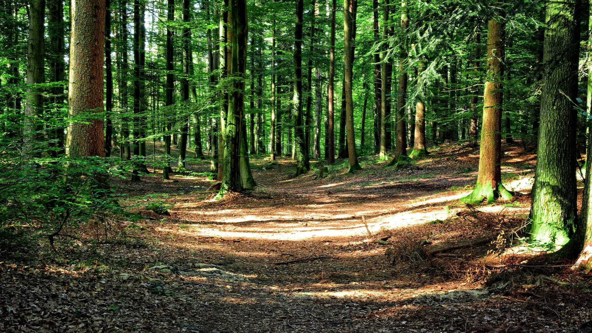 Les candidatures à la demande unique sans pénalités se terminent aujourd'hui.