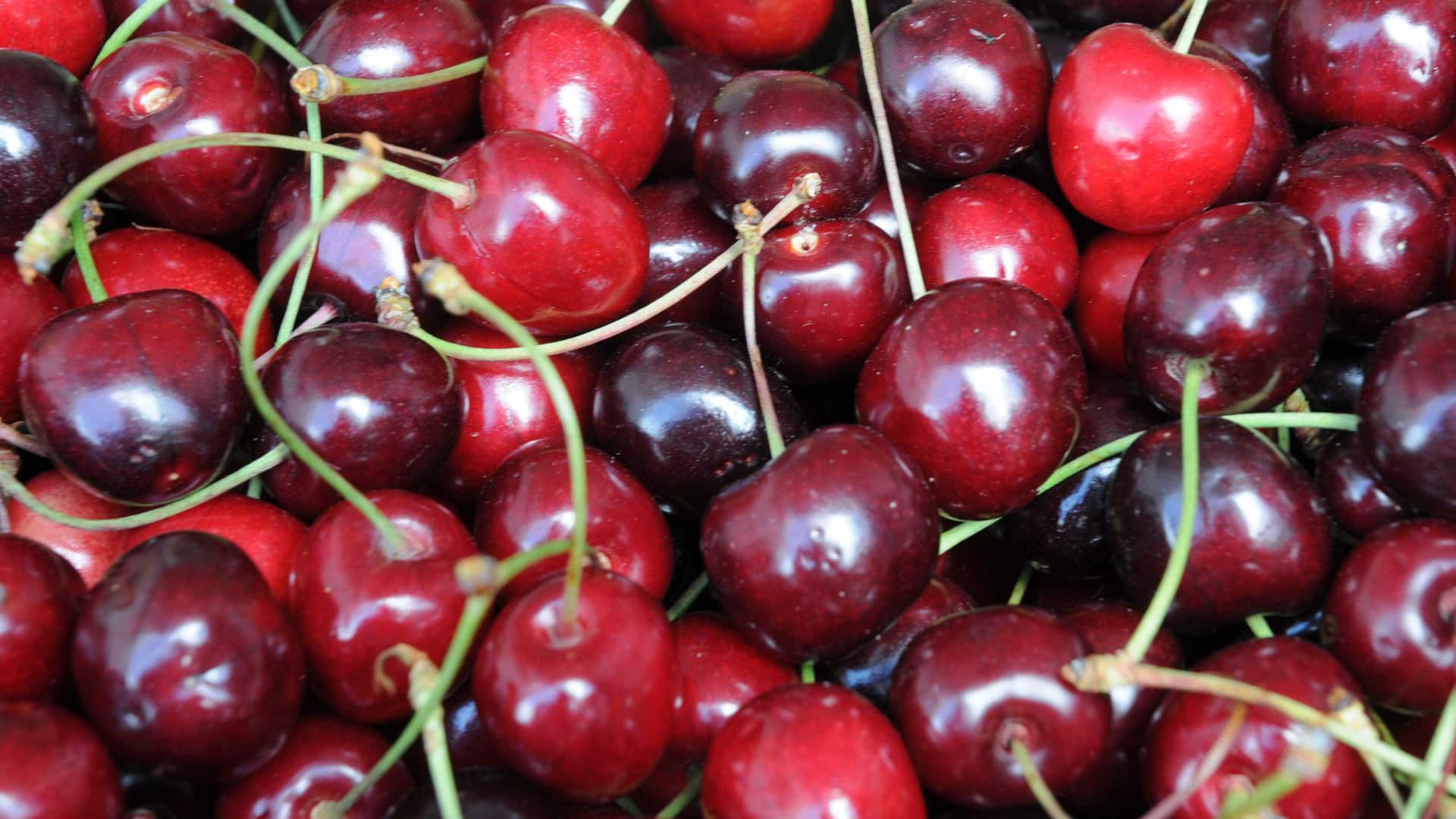 Les coûts élevés empêchent les producteurs de cerises d'investir dans des tunnels.