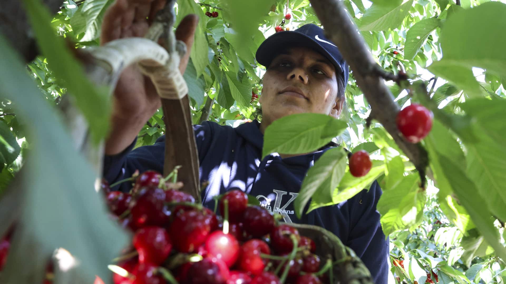 Les immigrants atténuent le manque de main-d'œuvre pour la cueillette des cerises à Fundão.