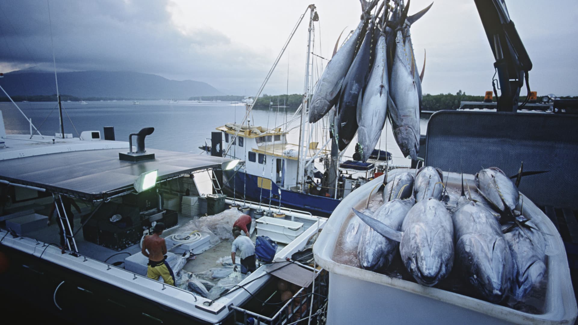 Les pêcheurs de thon des Açores peuvent capturer 425 tonnes de plus cette année.