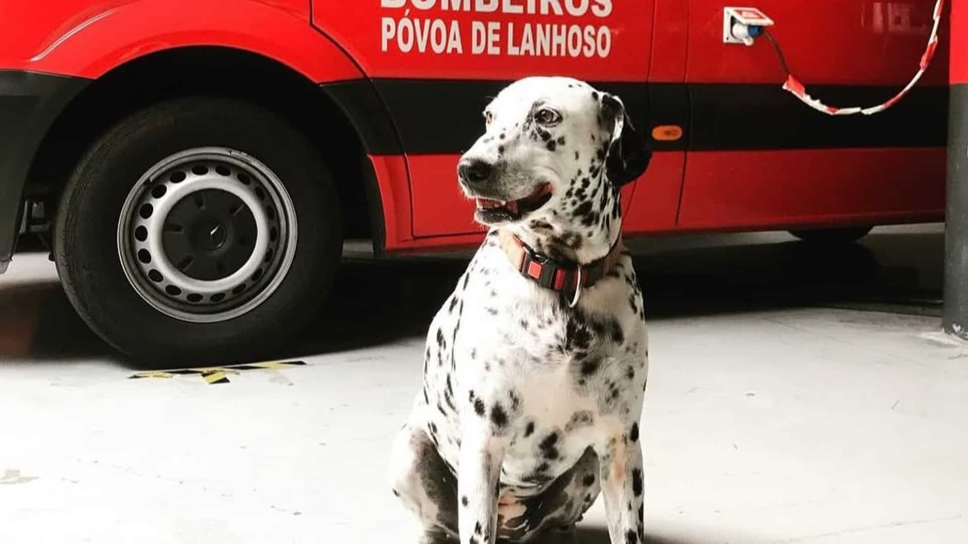 Les pompiers disent adieu à Labaredas : "Bien plus qu'une chienne".