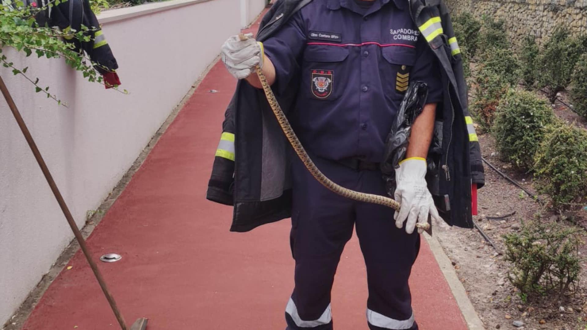 Les pompiers retirent une couleuvre du Forum Coimbra.