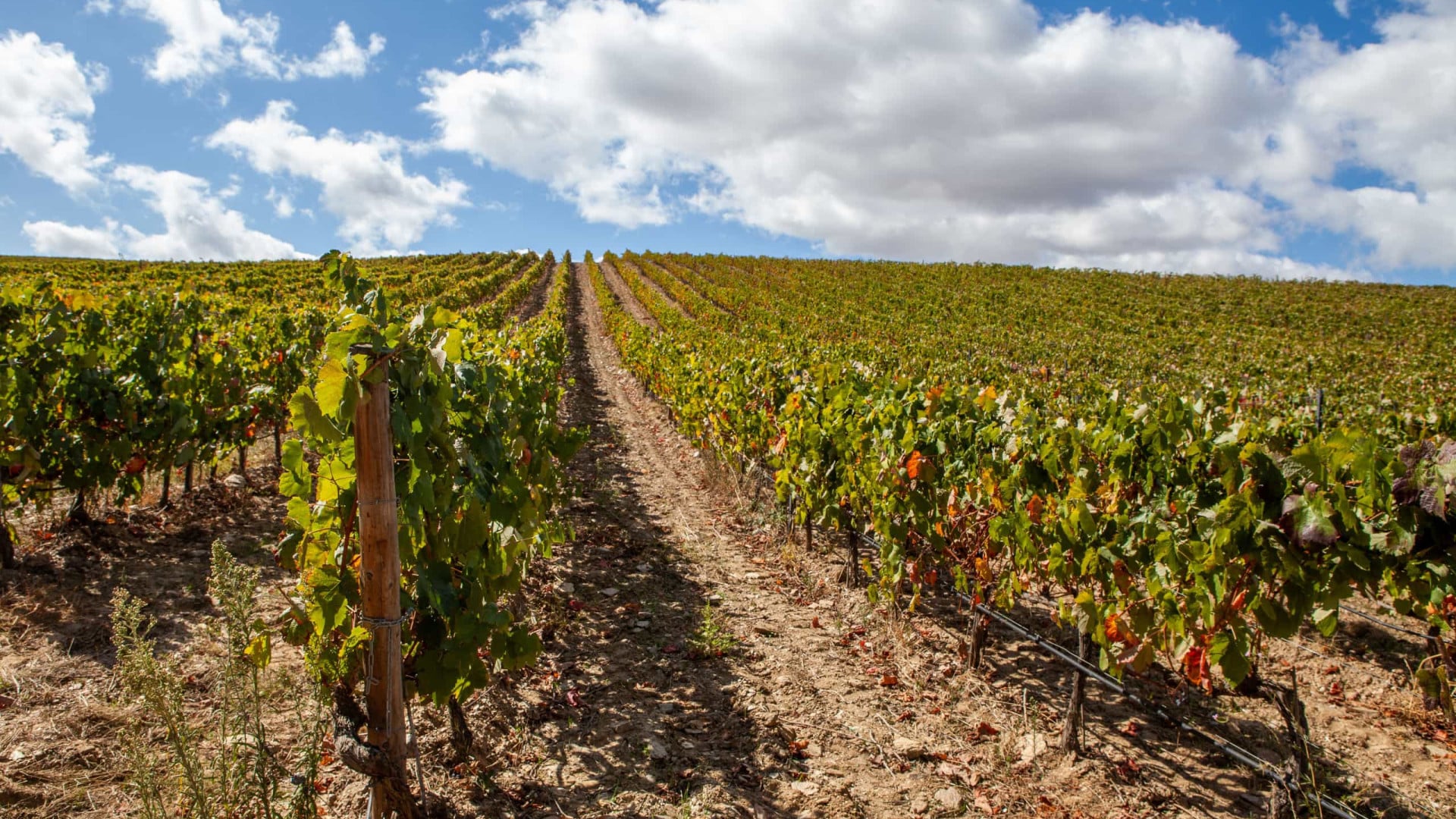 Les viticulteurs du Douro se mobilisent pour lutter. La situation "est préoccupante".