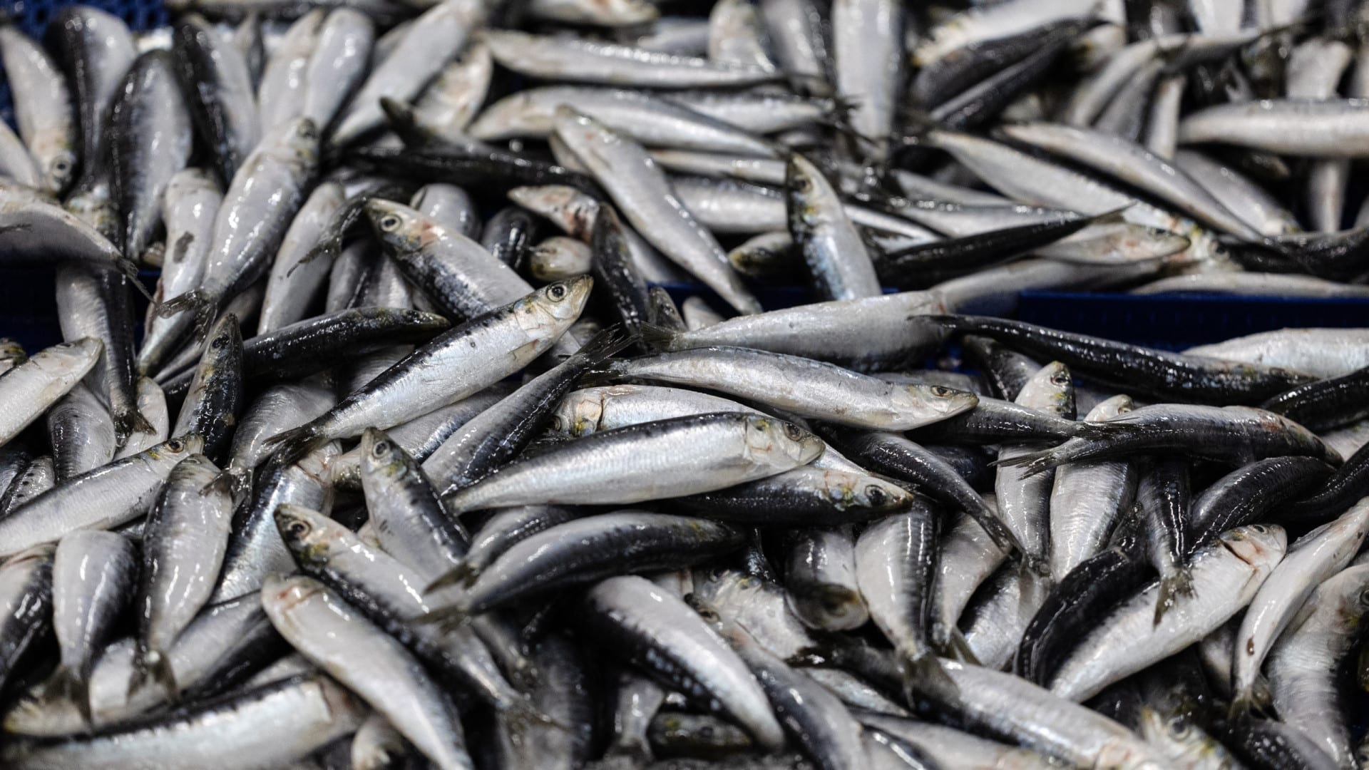Matosinhos. Irrégularités détectées lors de la surveillance de la pêche à la sardine