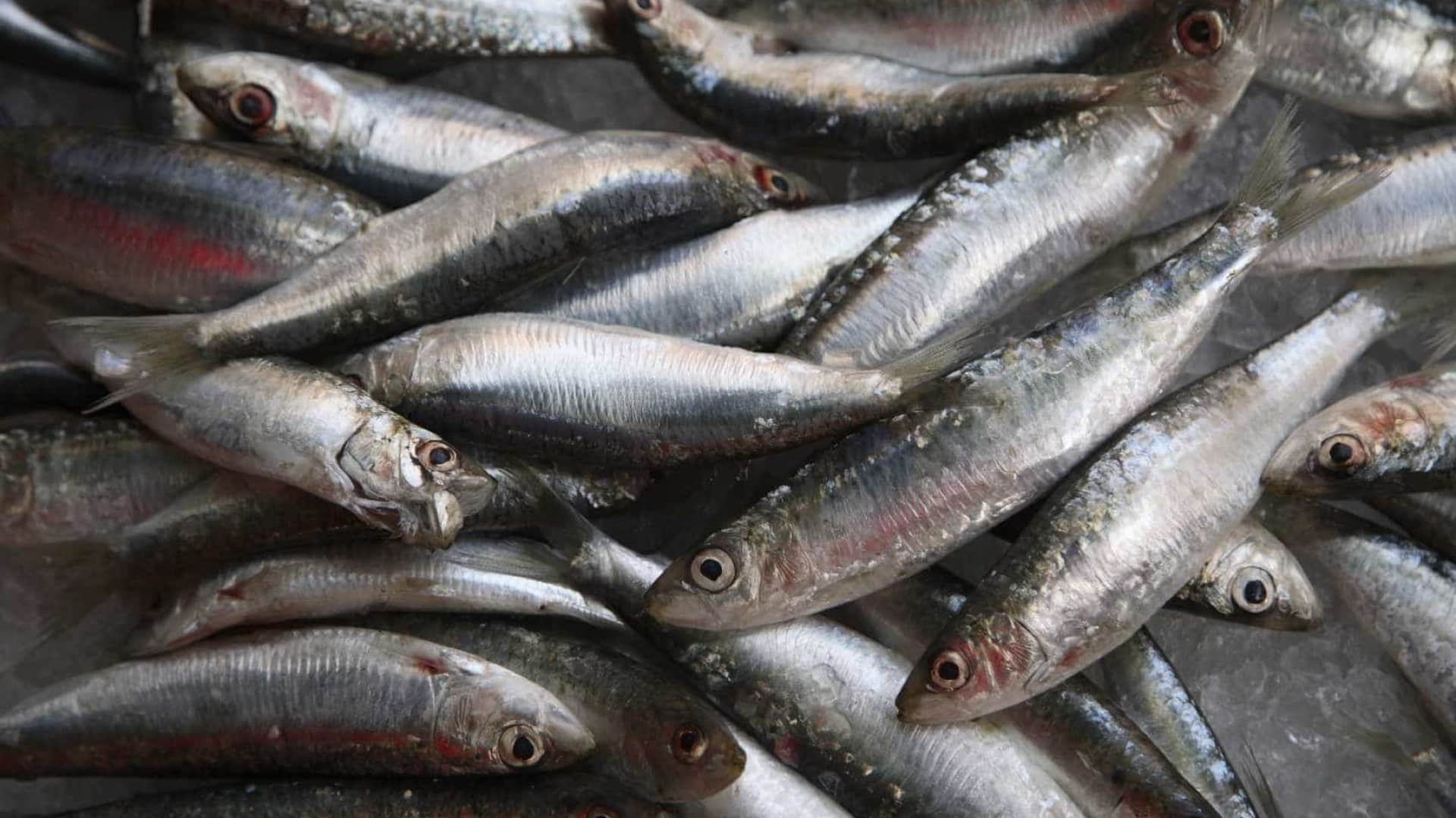 Pêche à la sardine avec encerclement interdite en Algarve entre samedi et lundi.