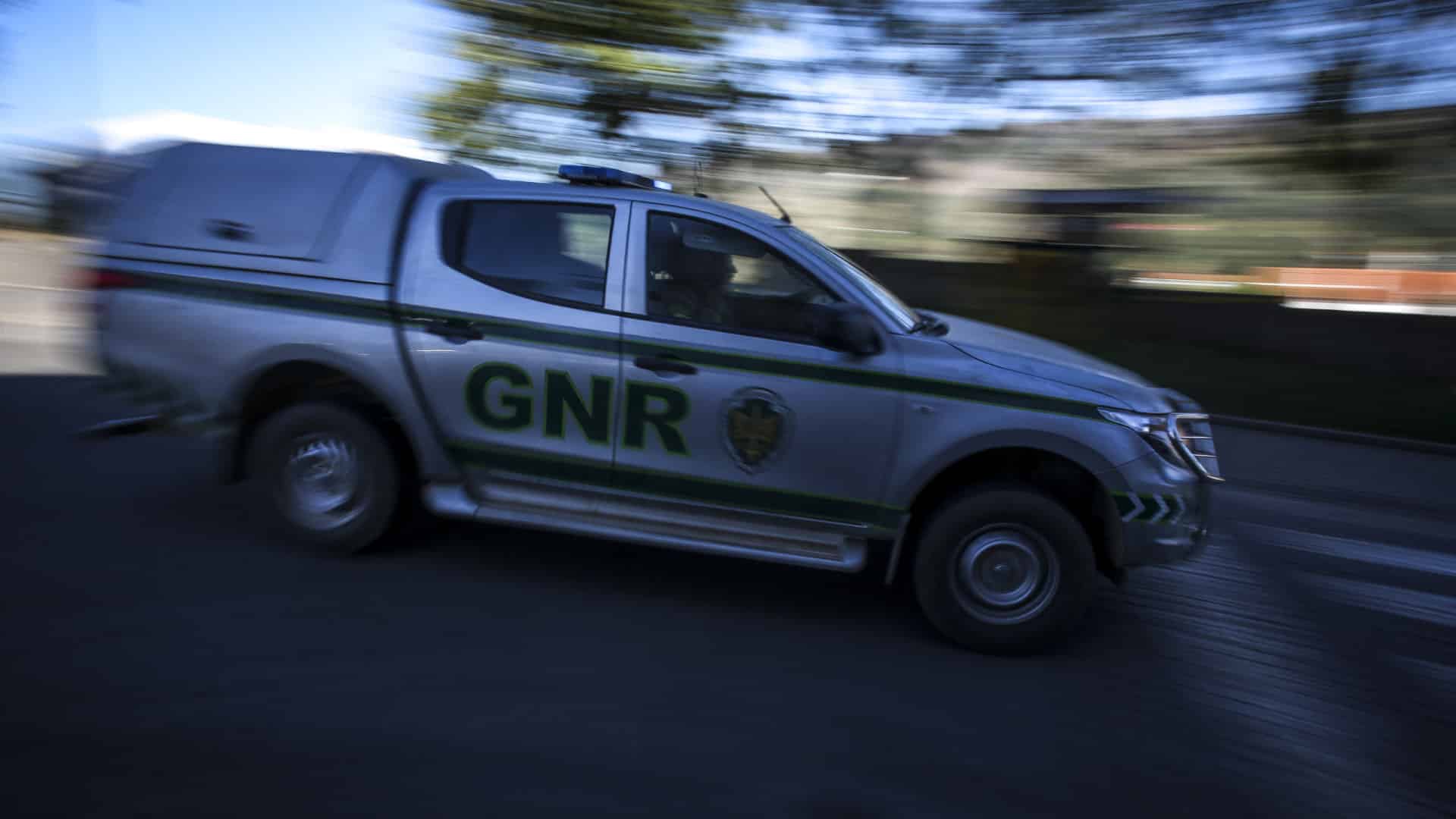 "Sans conditions". La GNR a secouru 70 chiens du chenil municipal de Foz Côa.