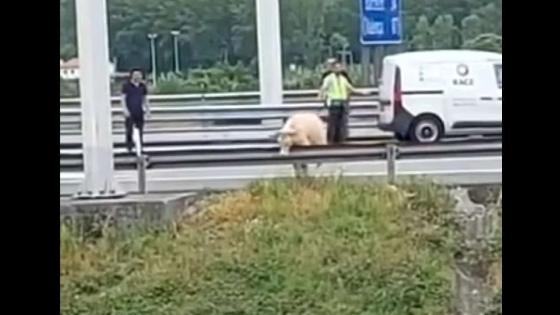 Une vache s’échappe du troupeau et se retrouve sur l’autoroute à Guimarães. Le moment.