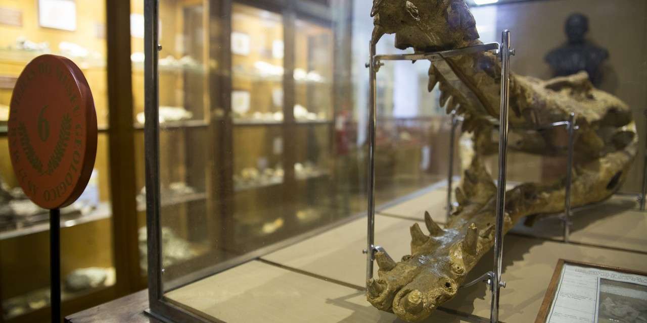 Museu Geológico Príncipe Real