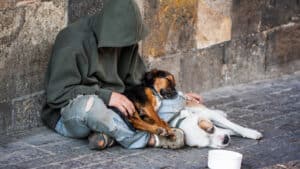 Açores. Défenseure des animaux désapprouve 'l'utilisation' de chiens à des "fins de mendicité"