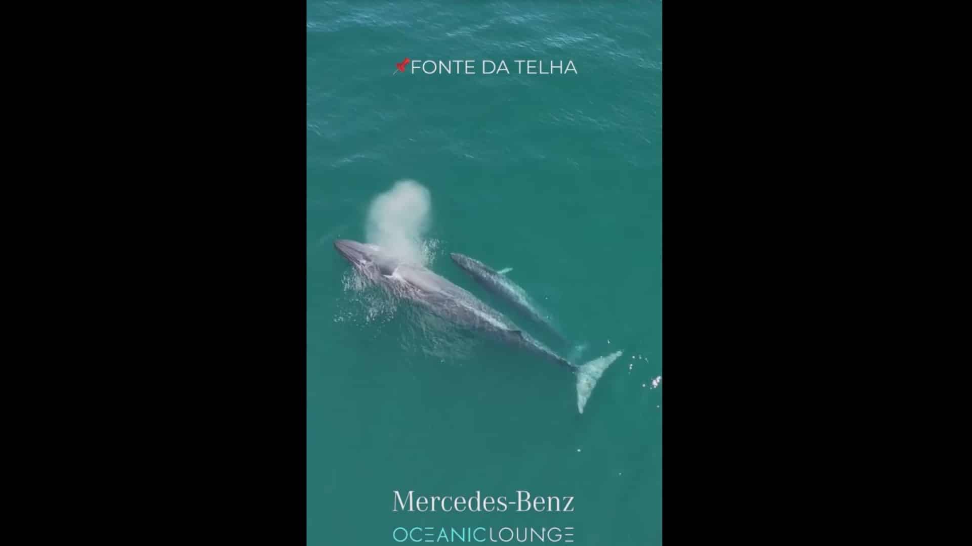 Baleines de Bryde aperçues au large de la Costa da Caparica. Voici les images.