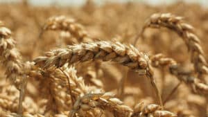 Céréales d'automne/hiver avec une bonne productivité mais des marges faibles.