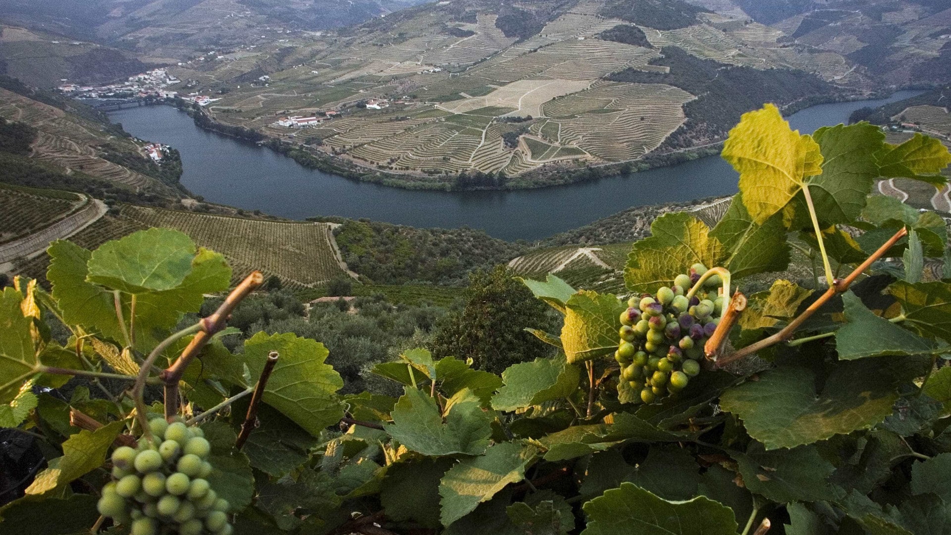 Crise dans le Douro : les viticulteurs se divisent en protestation