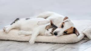FMUP étudie la fatigue de compassion chez les soignants informels d'animaux errants.