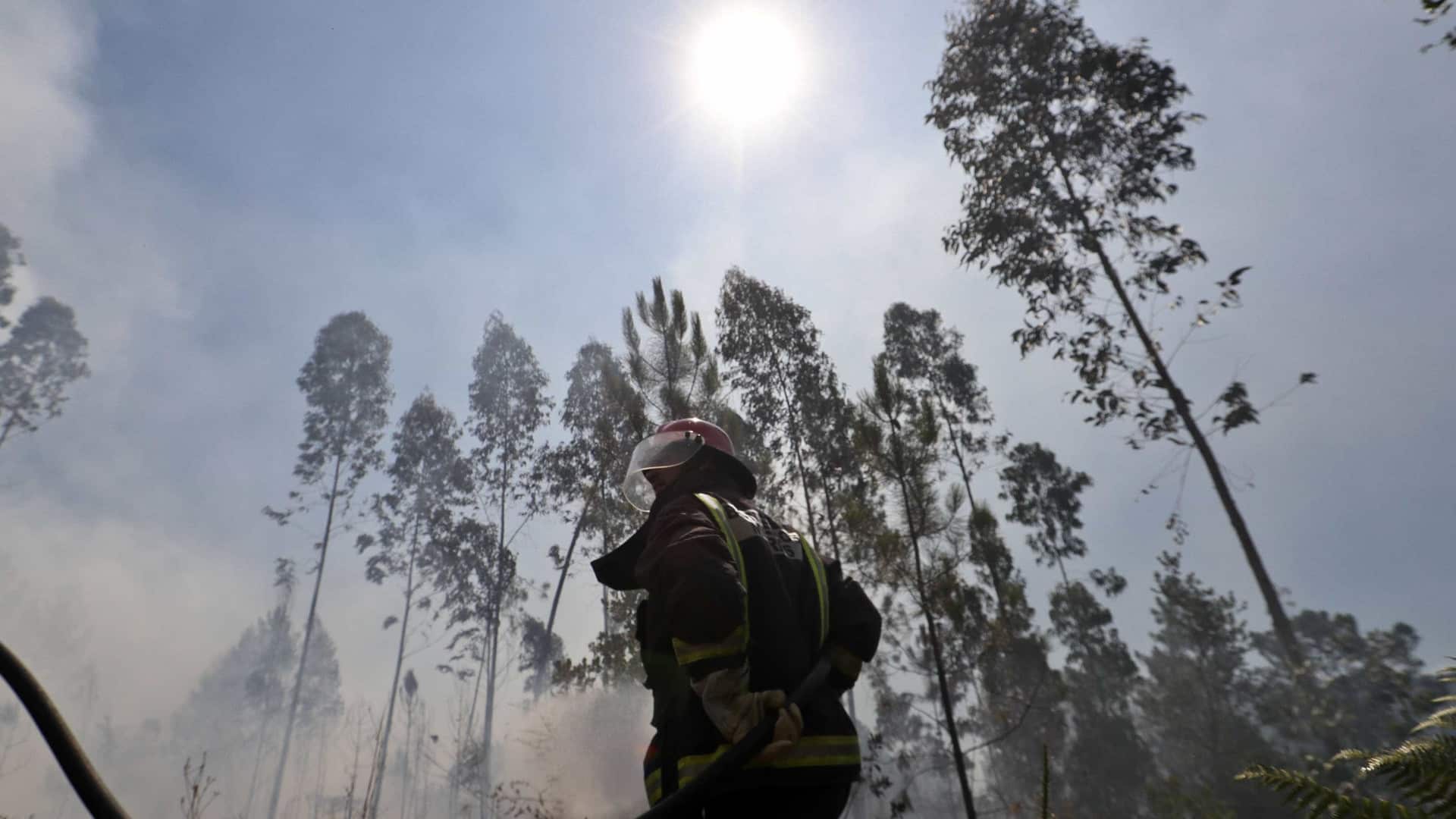 Homme arrêté après avoir déclenché un incendie de forêt à Santa Maria da Feira.