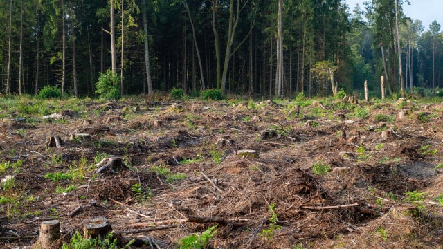 Il y a un soutien (jusqu'à 800€ par hectare) pour aider au nettoyage des terrains.