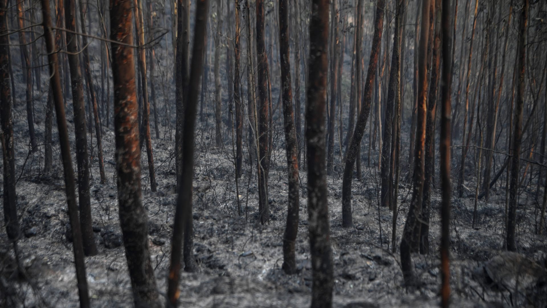 Incendie de forêt à Arouca maîtrisé et en phase de refroidissement.