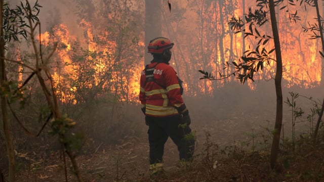 Incêndios? Área ardida (este ano) quase que triplicou face a 2024