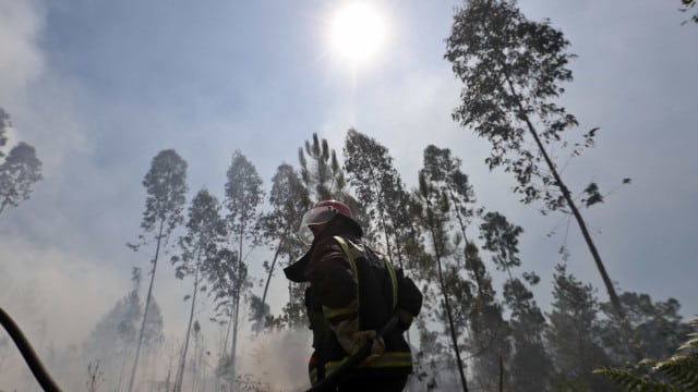 "Incendies préoccupants à Ponte da Barca, Penamacor et Arouca : intensité"