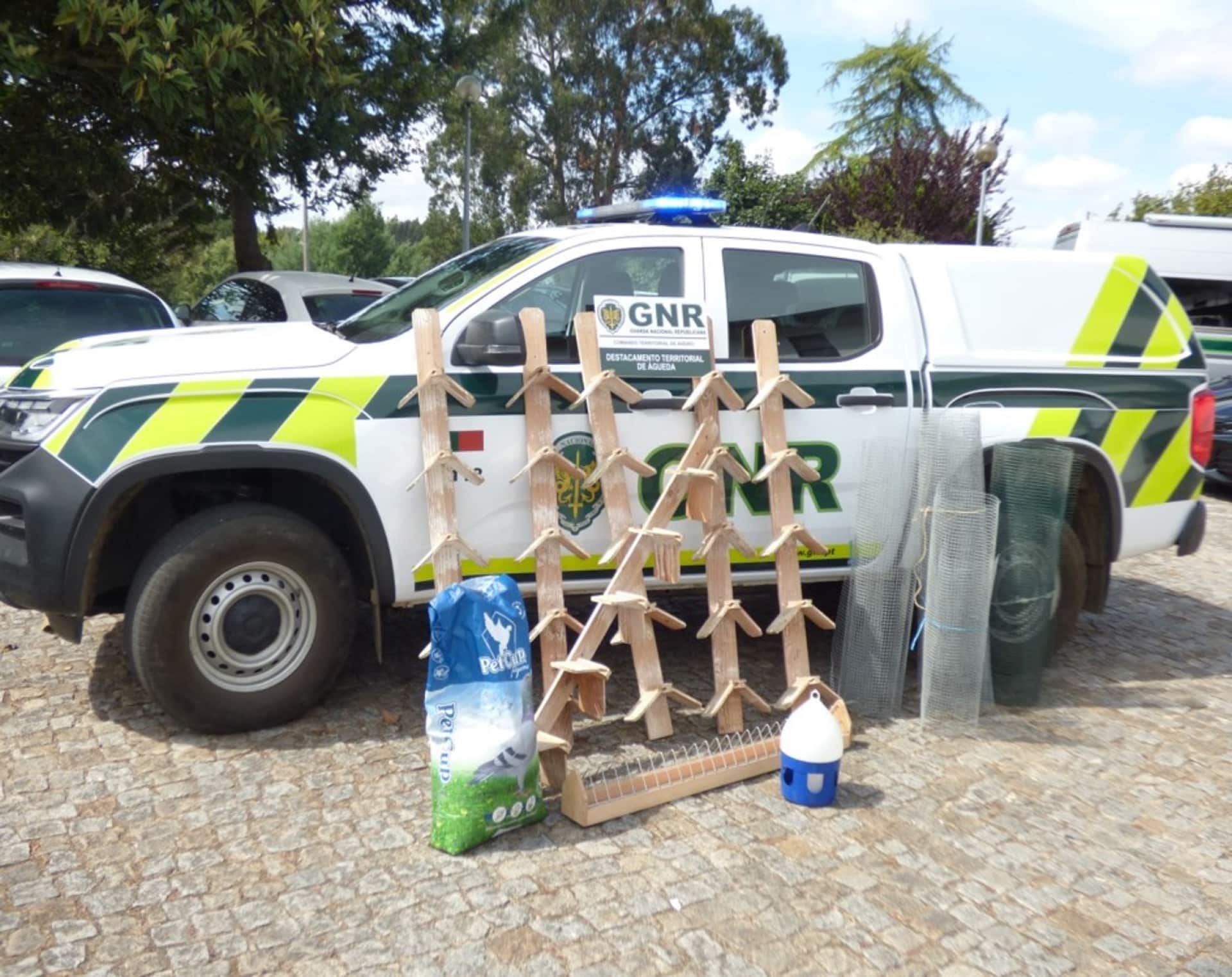 La GNR récupère 18 pigeons voyageurs à Águeda. Ils valent environ "100 mille euros".