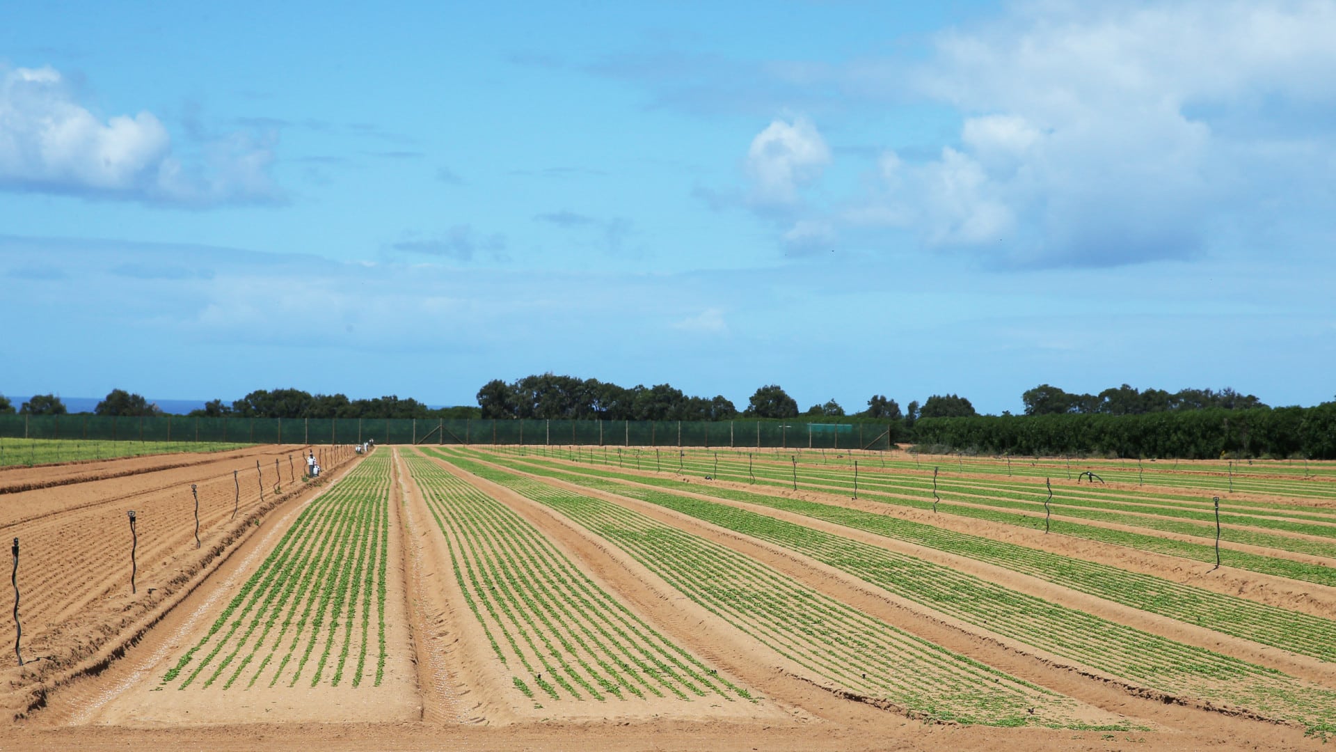 La municipalité de Ferreira do Alentejo préoccupée par les vols dans les champs agricoles.