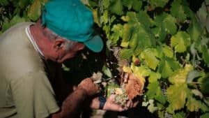 La production de vin dans le Douro pourrait diminuer de 20 % lors de cette vendange.