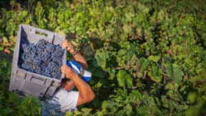 La production de vin devrait chuter de 11 % lors de la campagne 2025/2026.