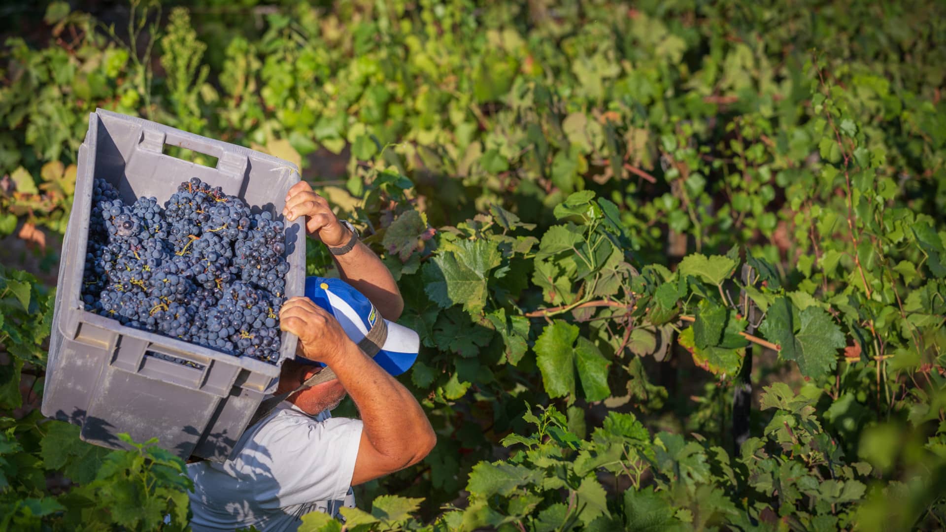 La production de vin devrait chuter de 11 % lors de la campagne 2025/2026.